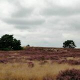 Itterbecker Heide